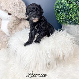 Licorice - Black male Poodle puppy in from Pink Poodles and Doodles