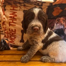 Gus - Liver white and roan male English Springer Spaniel puppy in Braidwood, Illinois from A & R Springers