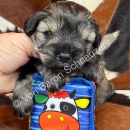 Nikko AKC RARE Red Pepper - Salt and pepper male Miniature Schnauzer puppy in Dayton, Texas from Von Baron Schnauzers