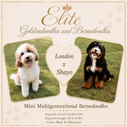 Bernedoodle puppies from Elite Goldendoodles and Bernedoodles