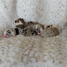 Girl 1 - Black and white female Cardigan Welsh Corgi puppy in Las Vegas, Nevada from Victory Crown