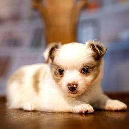 Chihuahua Puppies from Arizona Adventure Chihuahuas