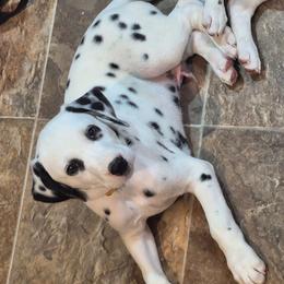 Yellow - White and black male Dalmatian puppy in Pine City, Minnesota from Rock Creek Dalmatians