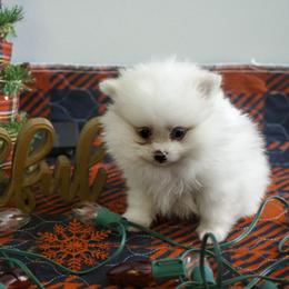Pomeranian Puppies from Doc’s Little Poms