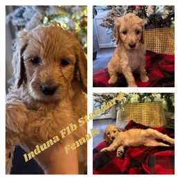 Girl 3 - Apricot Goldendoodle puppy in Missouri from B&C Goldendoodles