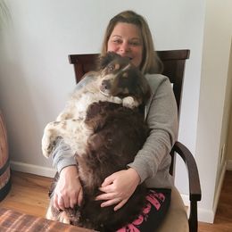 Rua - Miniature Australian Shepherd