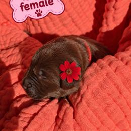Labrador Retriever Puppies from Mahmen's Meadow Retrievers