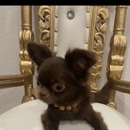 Coco - Chocolate male Chihuahua puppy in Burleson, Texas from Tiny Diiamond Chihuahua