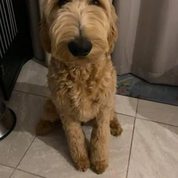 Goldendoodle Puppies from SunriseDoodles