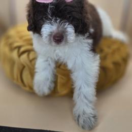 Bunny - Parti female Goldendoodle puppy in Decatur, Tennessee from Diamond's Doodles