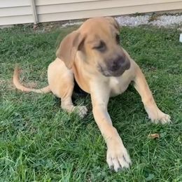 Boy 2 - male Perro de Presa Canario puppy in Madison, Ohio from Joshua's Perro de Presa Canario