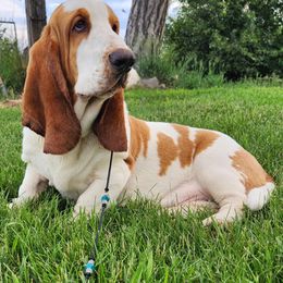 Basset Hound and Golden Retriever All Grown Up from Storm Chasers- Golden Retrievers & Basset Hounds