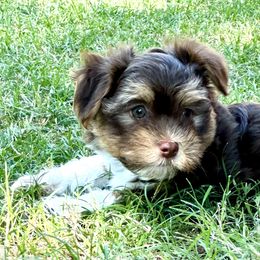 Oliver - Chocolate male Havanese puppy in Mustang, Oklahoma from Rose Hill Havanese