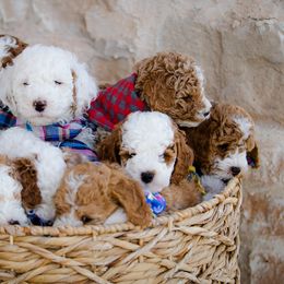 Poodle Puppies from Doodle Puppy Parti