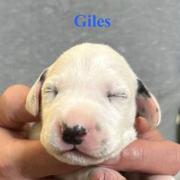 Giles - White and black male Dalmatian puppy in New Jersey from Prestige Dalmatians