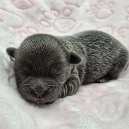 Blue - Blue female Shih Tzu puppy in Oakville, Washington from Garrard Creek Shih Tzus