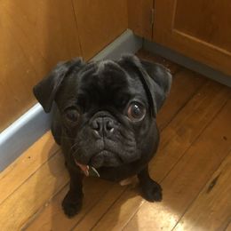 Lucy - Pug