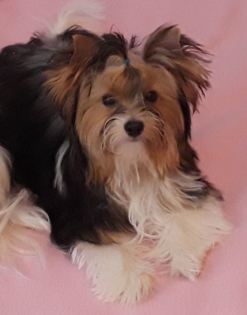 Biewer Terriers from Biewers von Lamel