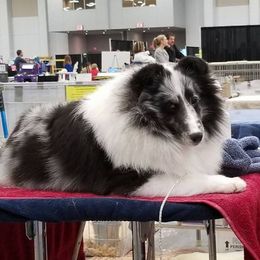 Shetland Sheepdogs from Holly's Sheepdogs