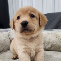 Catherine (white collar) - Yellow female Labrador Retriever puppy in Greenwich, Ohio from Pure Gem Kennel