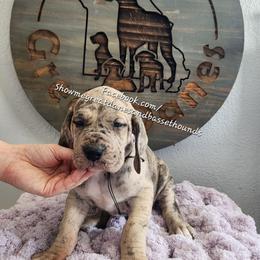 Purple Collar - Merle female Great Dane puppy in Alton, Illinois from Show Me Great Danes and Basset Hounds