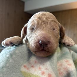 7. BLACK COLLAR BOY - Cream male Goldendoodle puppy in Charlo, Montana from Heavenly Hilltop Farm