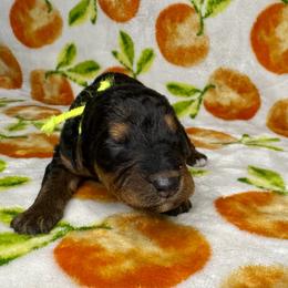 Yellow - Black and tan female Airedale Terrier puppy in Branch, Michigan from Aim High Airedales & German Shorthaired Pointers