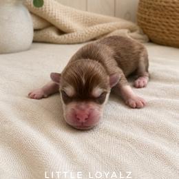 Theodore - Red and white male Pomsky puppy in Riverside, California from LittleLoyalz