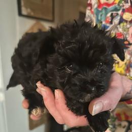 Male 5- Benny - Black male Morkie puppy in Pittsburgh, Pennsylvania from Maria's Morkies & More