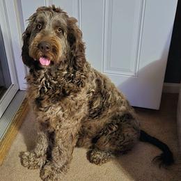 Harper - Newfypoo