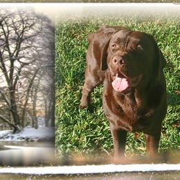 Labrador Retriever puppies from Spirit Oaks Labrador Retrievers