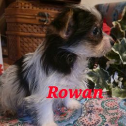 Rowan - Parti male Yorkshire Terrier puppy in Zuni, Virginia from Serendipity Yorkies