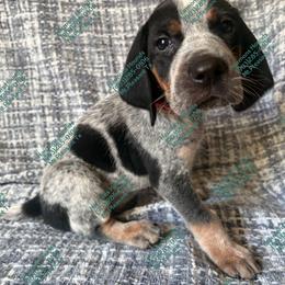 Hunter - Blue ticked and tan male Bluetick Coonhound puppy in Mount Pleasant, Texas from Harmons Hounds
