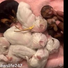 Maltese, Morkie, Poodle, and Yorkshire Terrier Puppies from YorkiesPawsLife