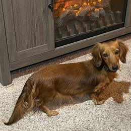 Pepper - Dachshund