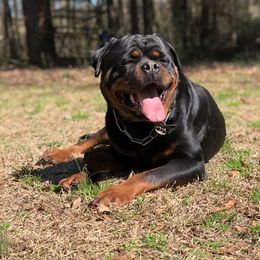 Rottweiler Puppies from Bronx Von Bridges Rottweilers