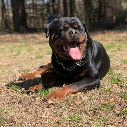 Rottweiler Puppies from Bronx Von Bridges Rottweilers