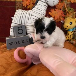 Havanese Puppies from Coraz’on Havanese