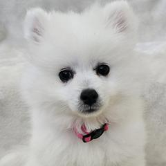 American Eskimo Dog Puppies from SoCal American Eskimos
