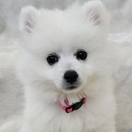 American Eskimo Dog Puppies from SoCal American Eskimos