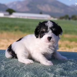 Aussiedoodle puppies from North Lake Aussies