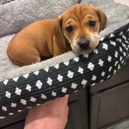 Darla - Red female Dachshund puppy in Magnolia, Texas from Little Honey’s Dachshunds