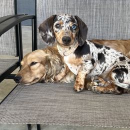 Dachshund Puppies from Golden Creek Farm