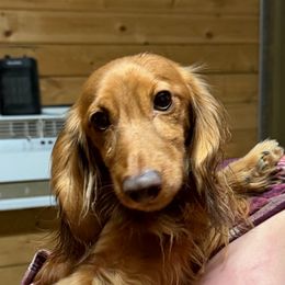 Copper - Red male Dachshund puppy in Rainier, Oregon from Doxies in Wonderland