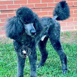 Langston - Poodle