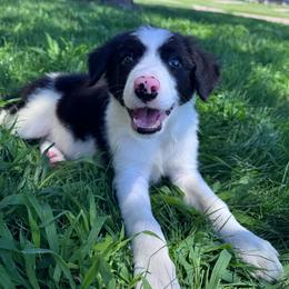 Happy - Black and white male Border Collie puppy in Oberlin, Kansas from Hangin R Kennels