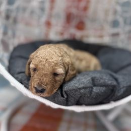 Boy 4 - male Goldendoodle puppy in Mustang, Oklahoma from The Doodle grove