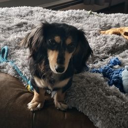 Paige - Dachshund