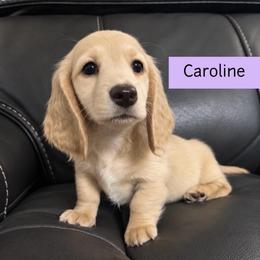 Caroline - Cream Longhair - Pet Only - 4500 - Cream female Dachshund puppy in Pauls Valley, Oklahoma from Simply Happy Dachshunds