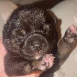 Lily - Black and tan female Shiba Inu puppy in Clewiston, Florida from Animal Farm Shiba Inus & Mameshibas